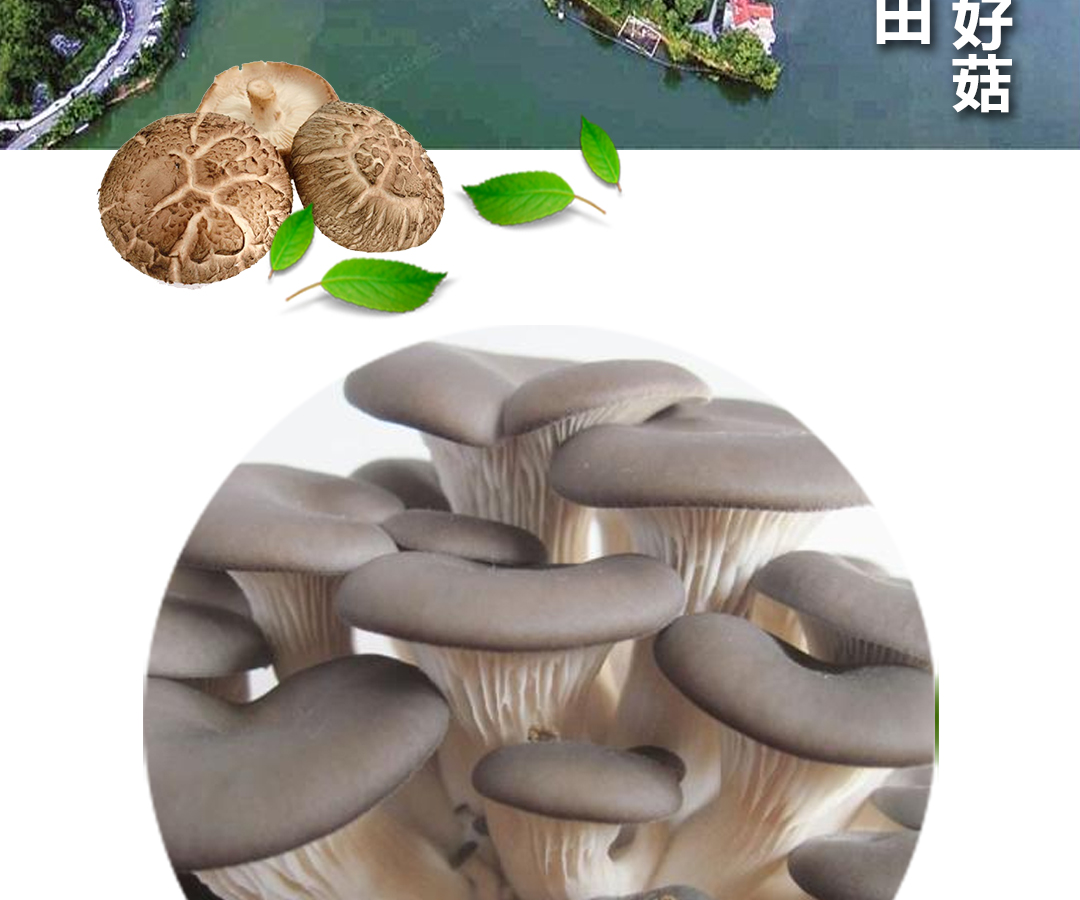 真姬菇干货 秀珍菇平菇250g食用菌凤尾菇蘑菇古田特产